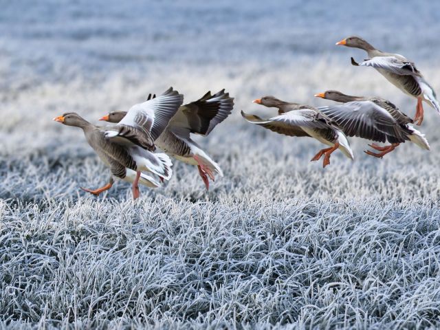 gray-geese-7602847_1920