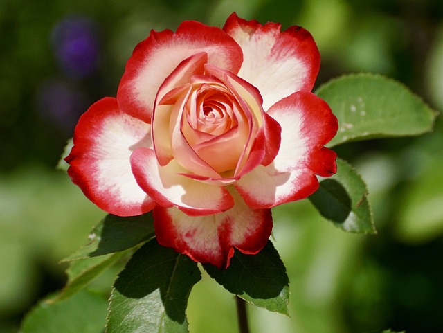 rose-2417334_640